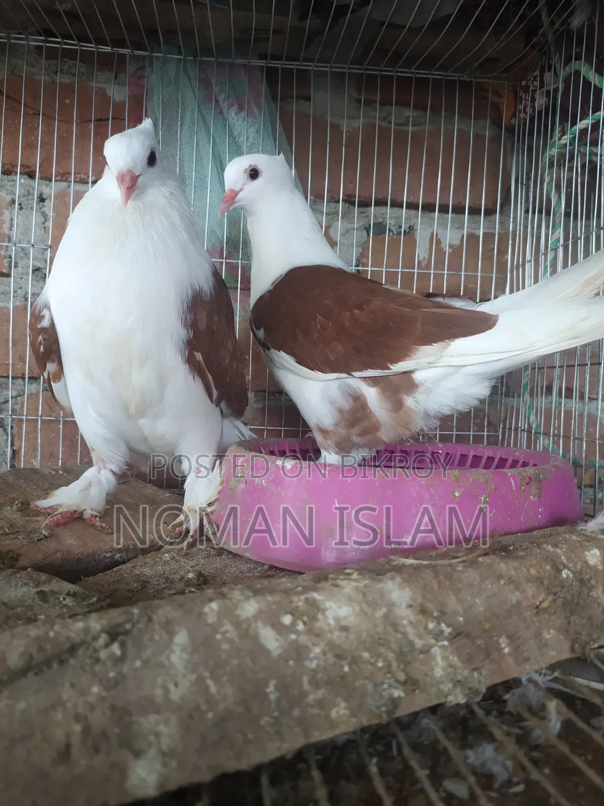 এক জোরা ফুল এডাল রাজ গোল্লা কবুতর বিক্রি হবে।