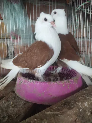 এক জোরা ফুল এডাল রাজ গোল্লা কবুতর বিক্রি হবে।