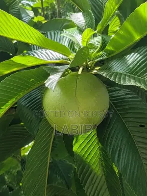 চালতা ফল গাছের