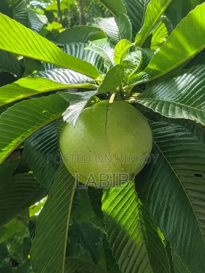 Chalta Fruit Tree