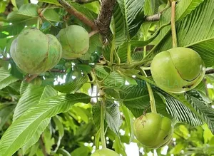 Chalta Fruit Tree