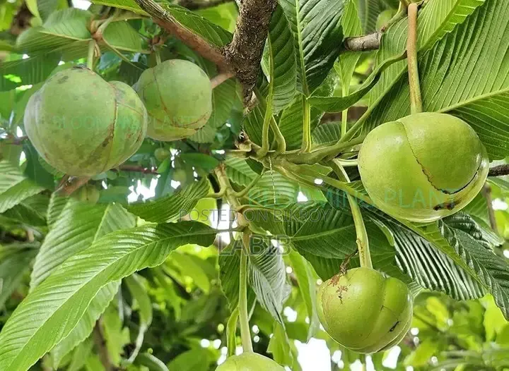 Chalta Fruit Tree