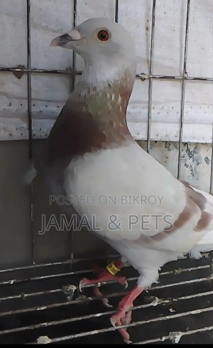 Light Milly Racer Male Pigeon