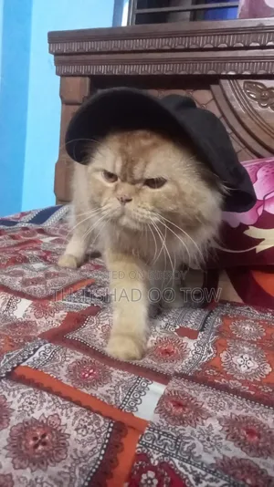 1+ year Male Purebred Persian