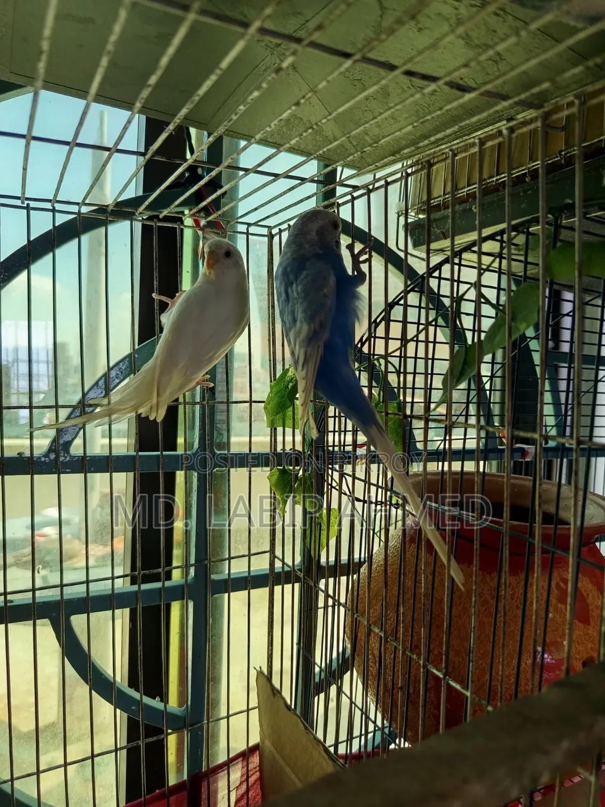 A pair of budgerigar birds will be sold.