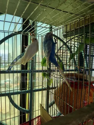 A pair of budgerigar birds will be sold.