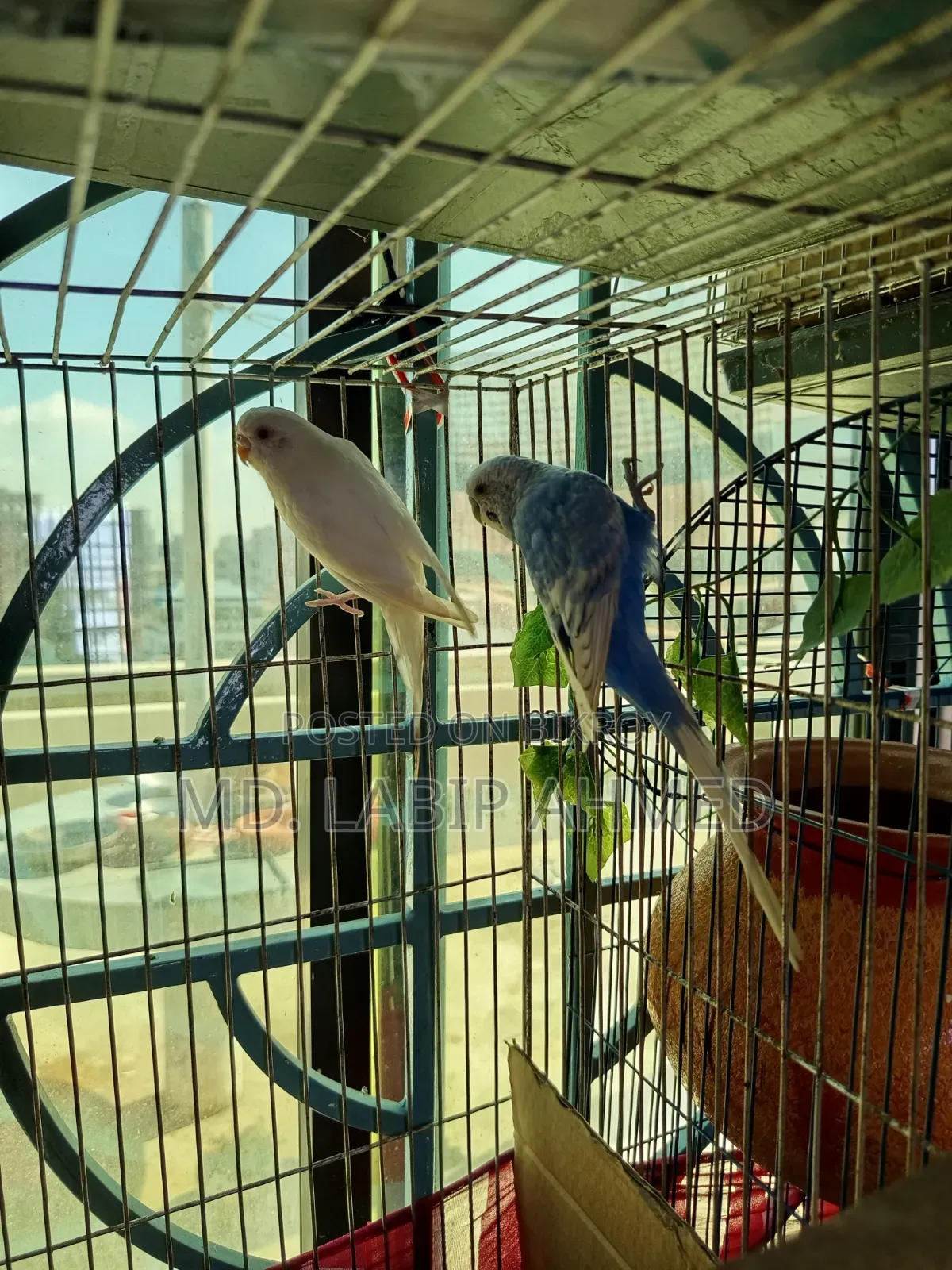 A pair of budgerigar birds will be sold.