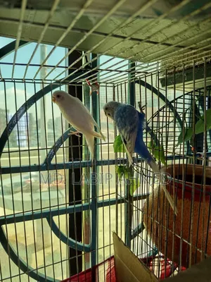 A pair of budgerigar birds will be sold.