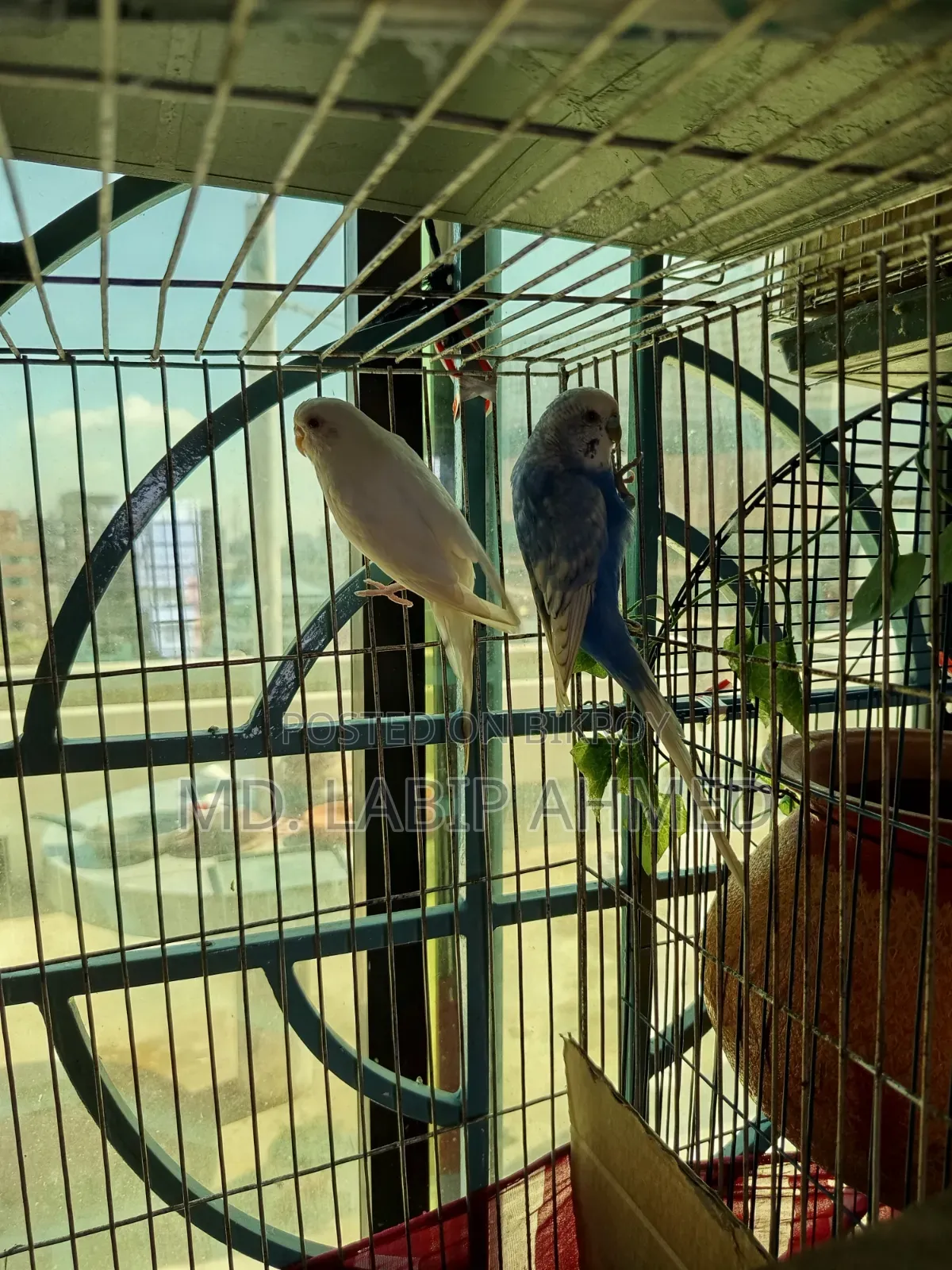 A pair of budgerigar birds will be sold.