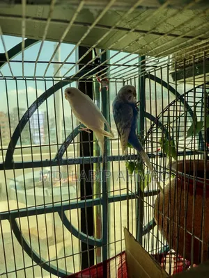 A pair of budgerigar birds will be sold.