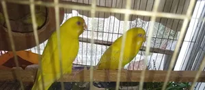 Budgerigar Running Pair