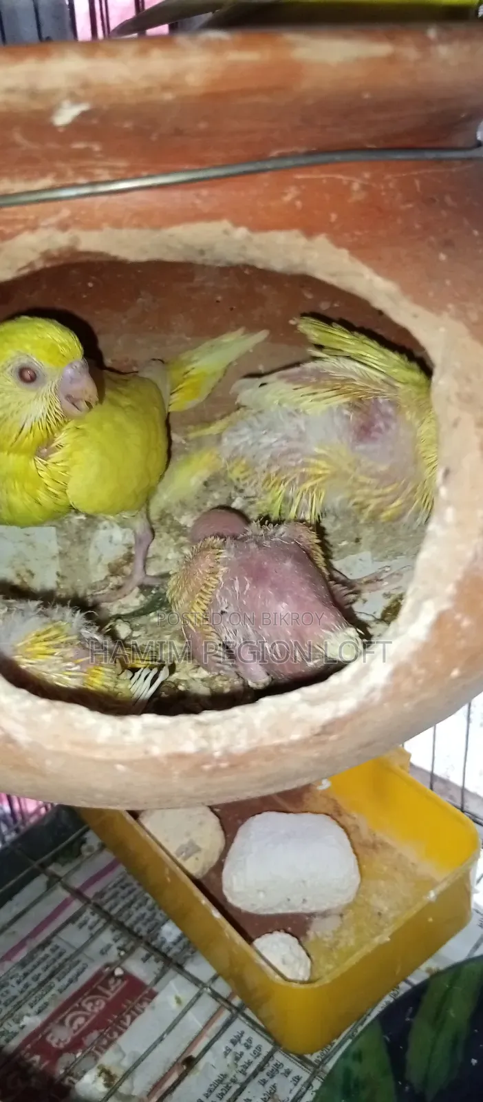 Budgerigar Running Pair