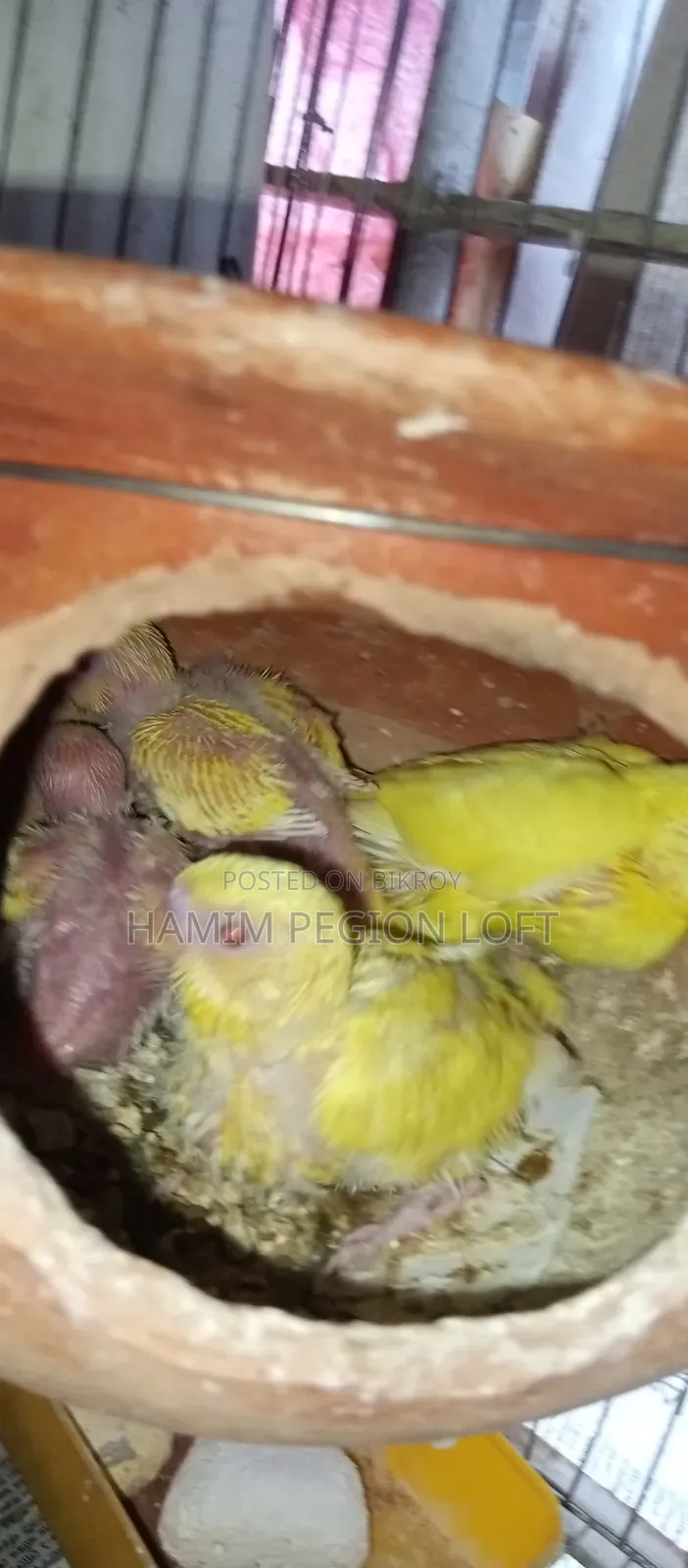 Budgerigar Running Pair
