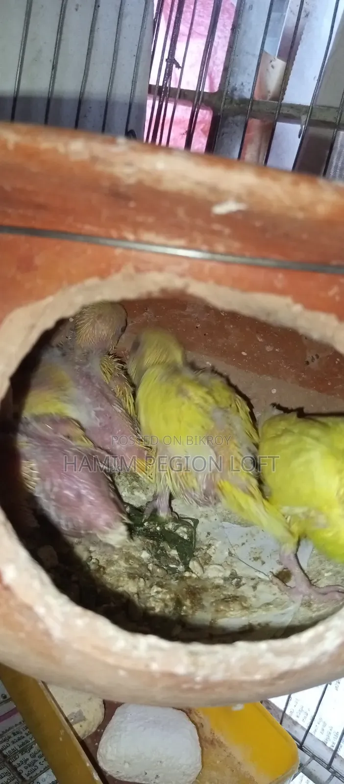 Budgerigar Running Pair