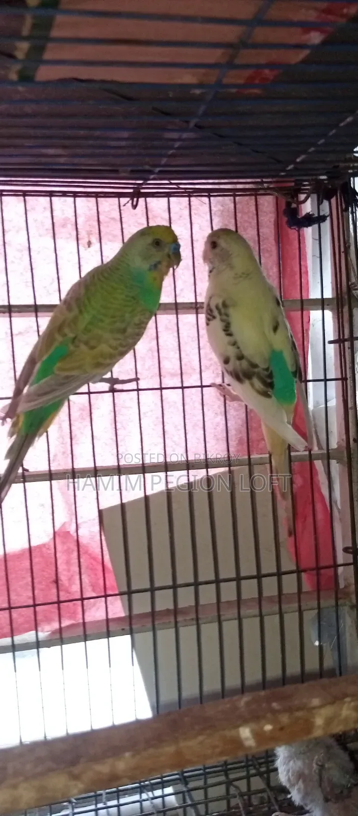 Budgerigar Running Pair