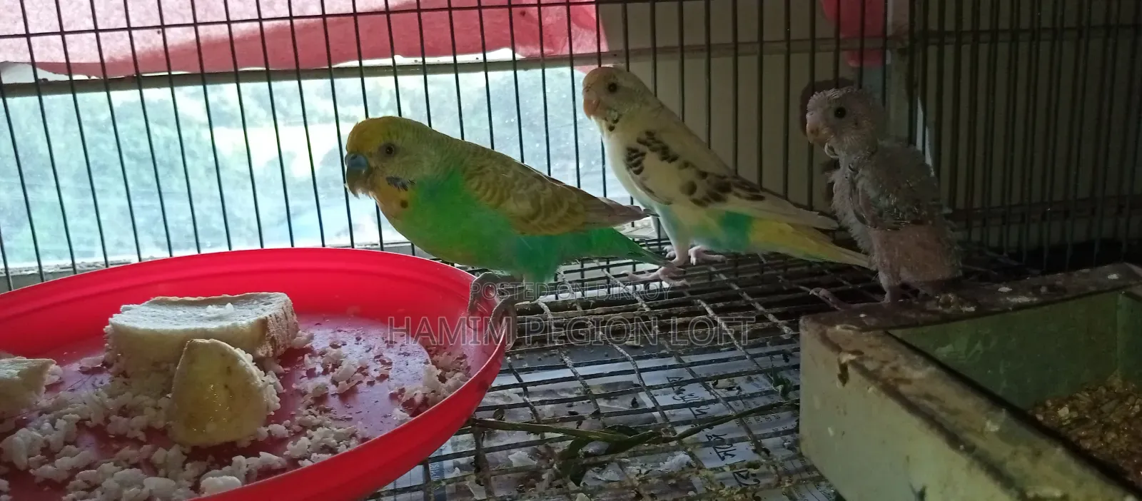Budgerigar Running Pair
