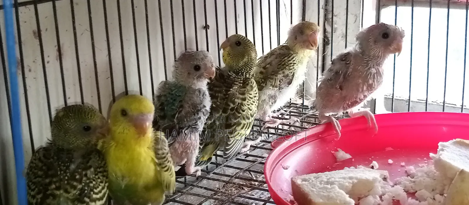 Budgerigar Running Pair