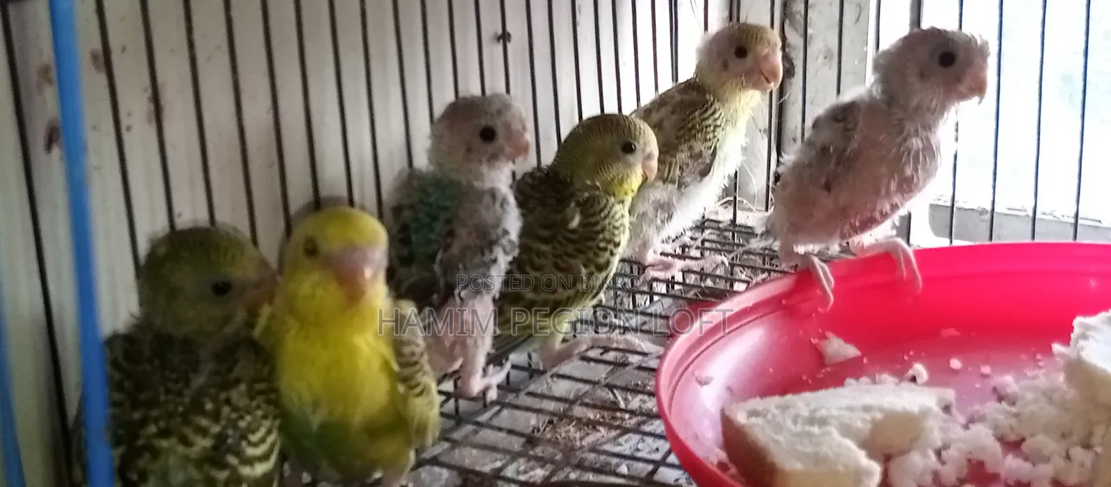 Budgerigar Running Pair