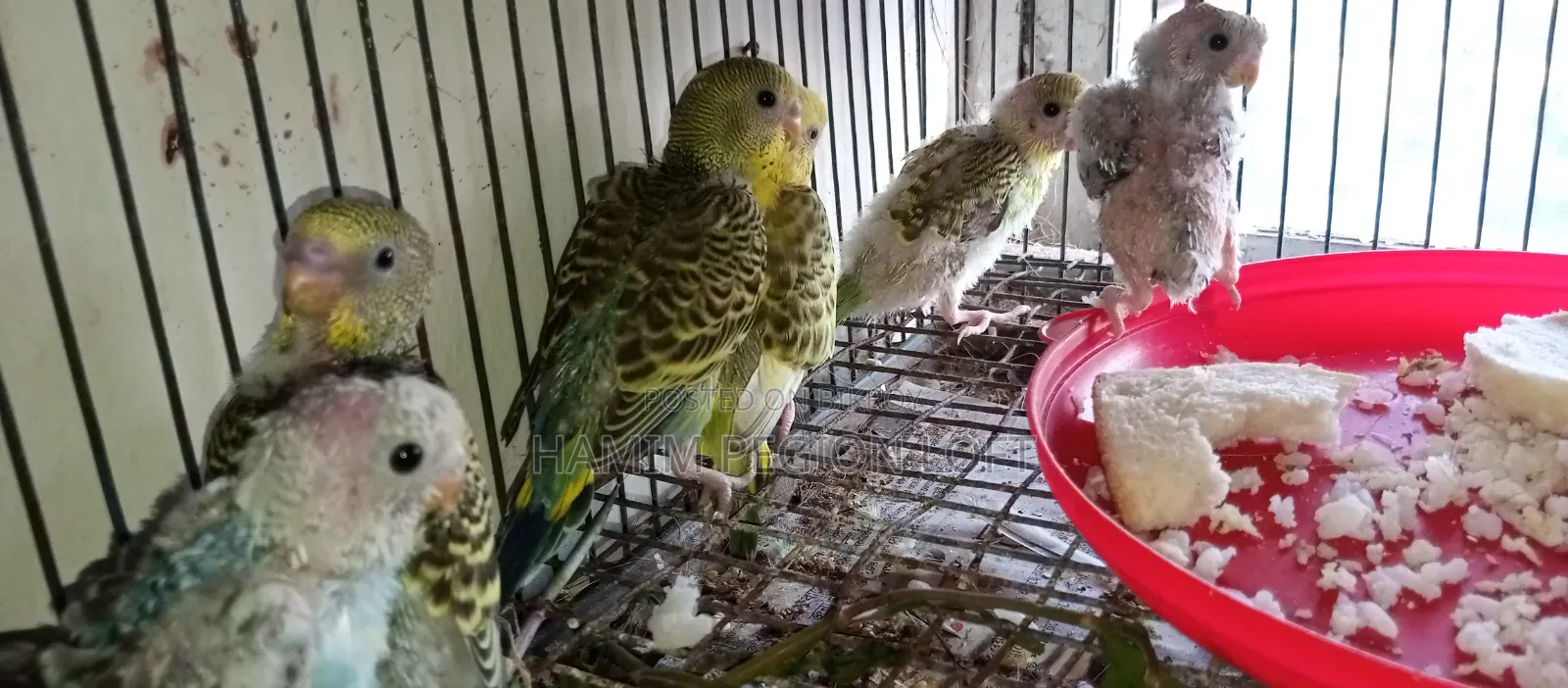 Budgerigar Running Pair