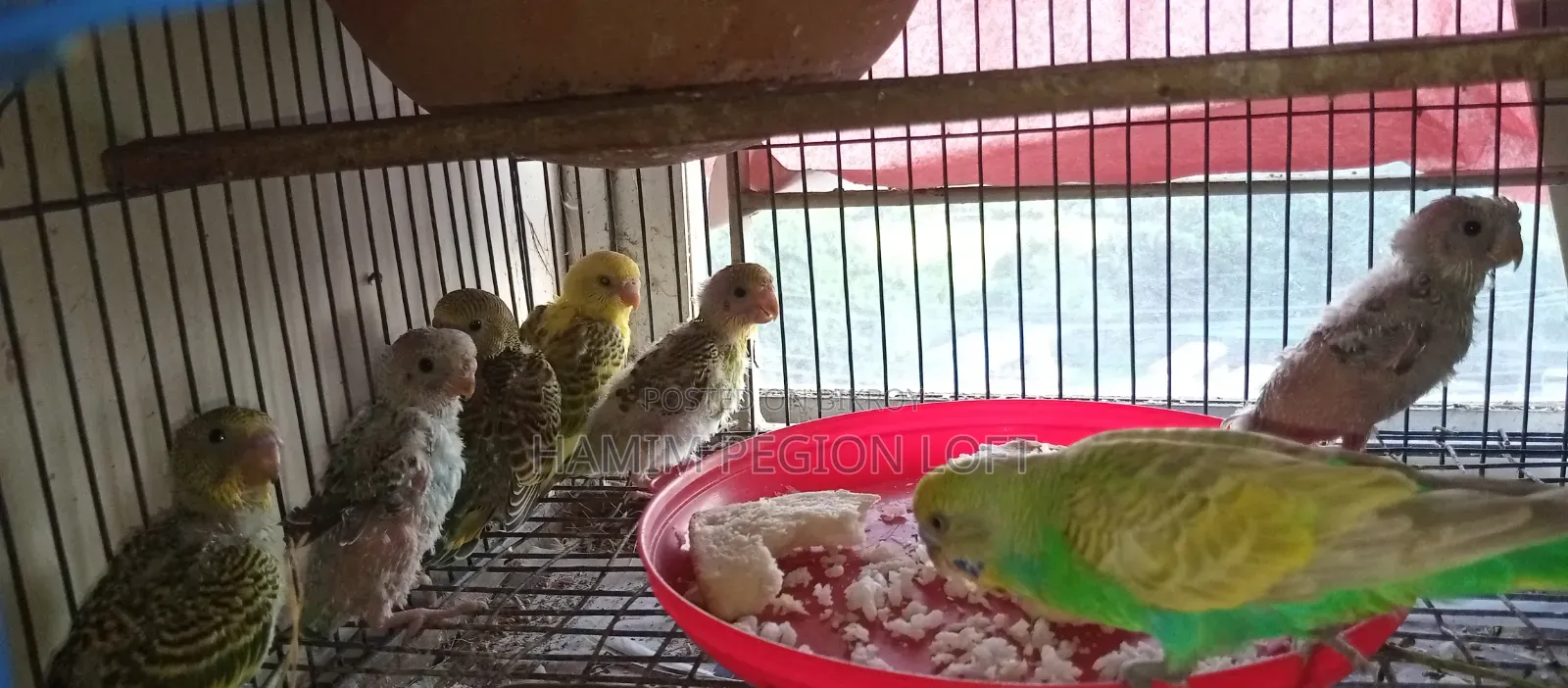 Budgerigar Running Pair