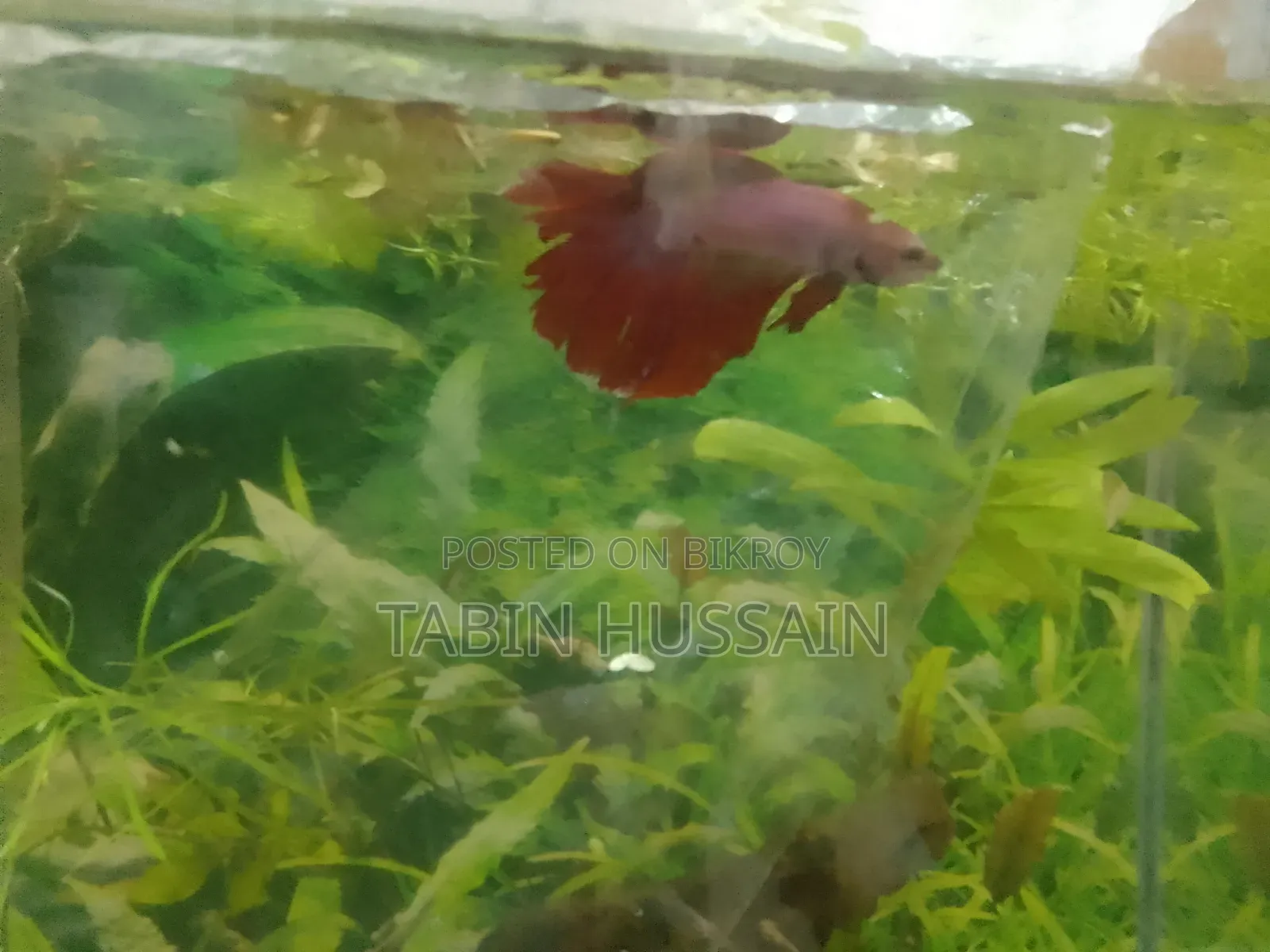 13 Pcs Dambo Mosaic Guppy With Free Plants and One Rose Tail Betta