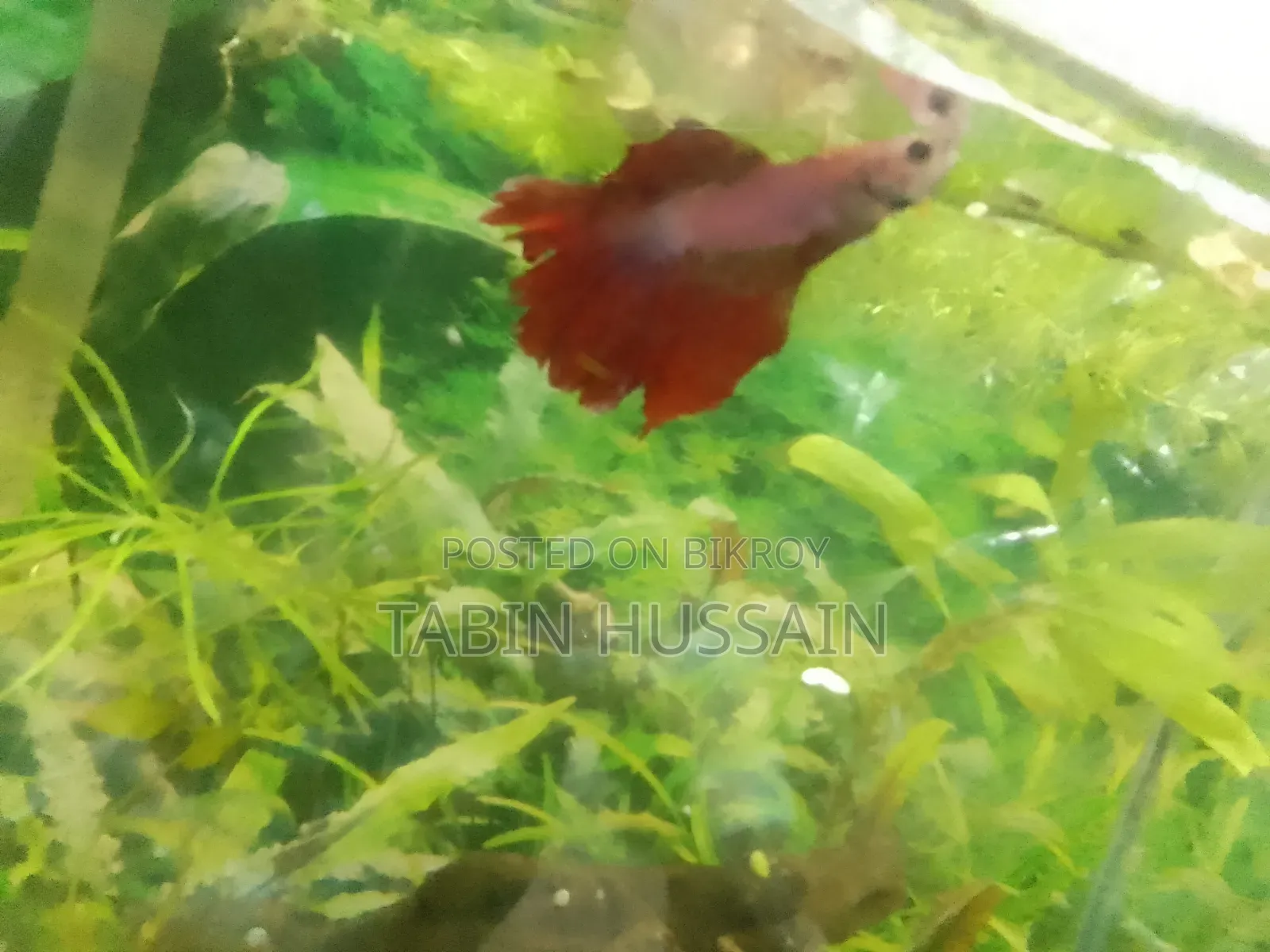 13 Pcs Dambo Mosaic Guppy With Free Plants and One Rose Tail Betta