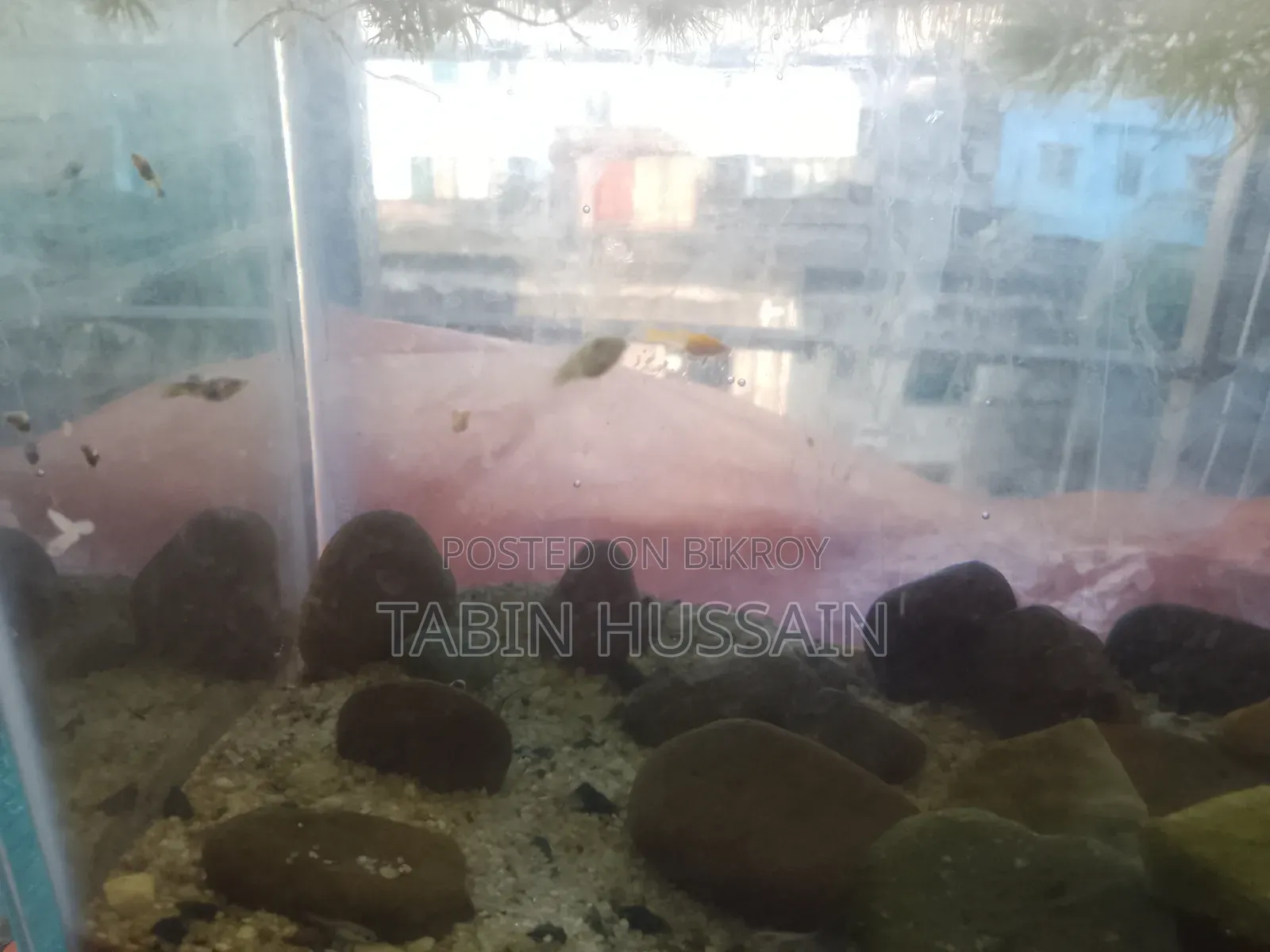 13 Pcs Dambo Mosaic Guppy With Free Plants and One Rose Tail Betta