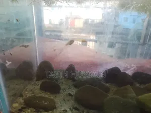 13 Pcs Dambo Mosaic Guppy With Free Plants and One Rose Tail Betta