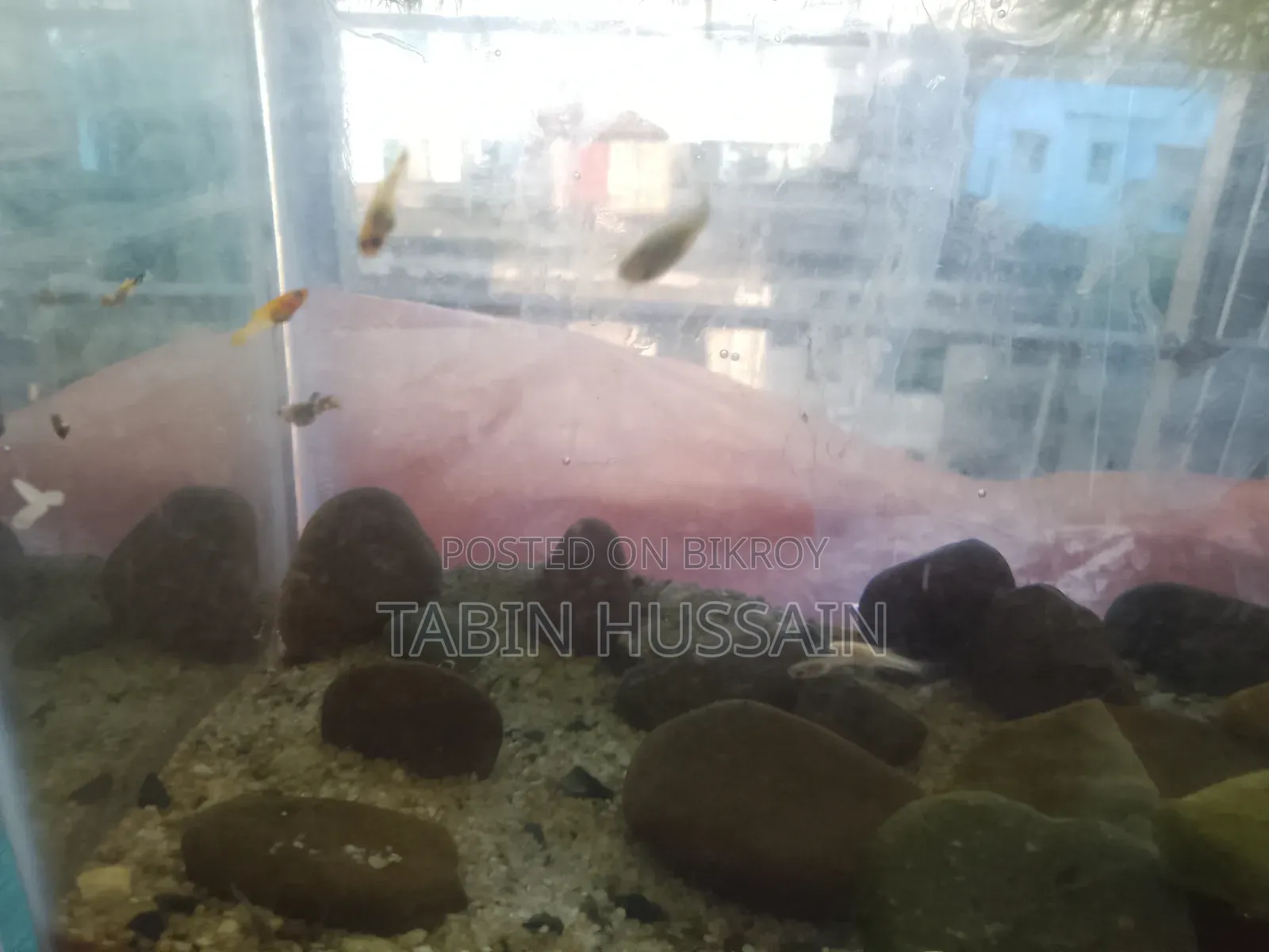 13 Pcs Dambo Mosaic Guppy With Free Plants and One Rose Tail Betta