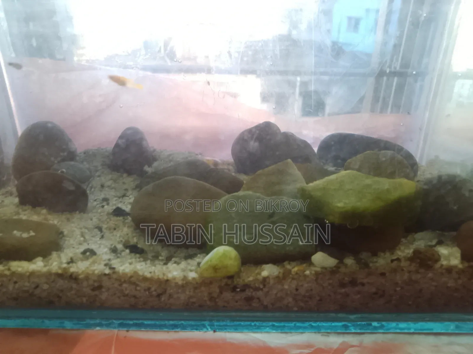 13 Pcs Dambo Mosaic Guppy With Free Plants and One Rose Tail Betta