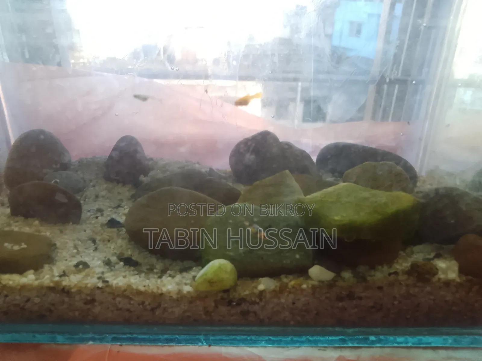 13 Pcs Dambo Mosaic Guppy With Free Plants and One Rose Tail Betta