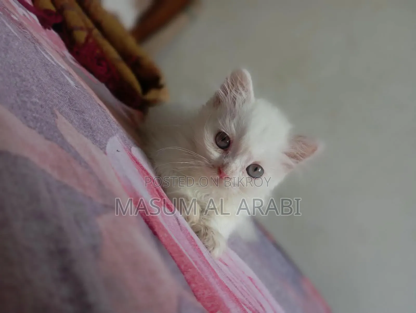 ১-৩ মাস বয়সী নর পিওরব্রেড পার্সিয়ান