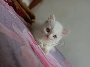 ১-৩ মাস বয়সী নর পিওরব্রেড পার্সিয়ান