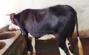 ১৬৭১নং ভালো জাতের বকনা গরু ।