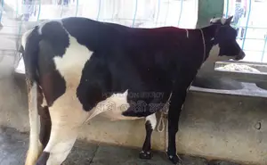 ১৬৭২ নং বকনা গরু বিক্রয় হবে।