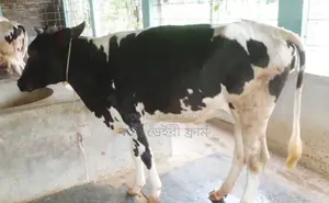 ১৬৭৩নং ভালো জাতের বকনা গরু ।