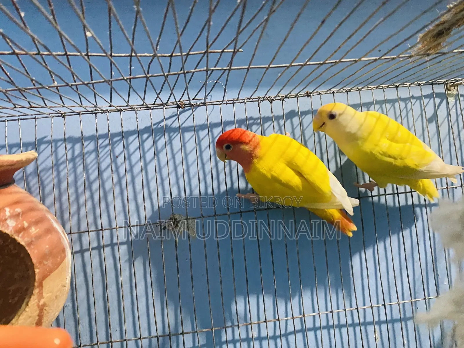 লাভবার্ডস জোড়া