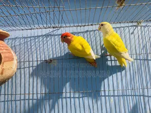 লাভবার্ডস জোড়া