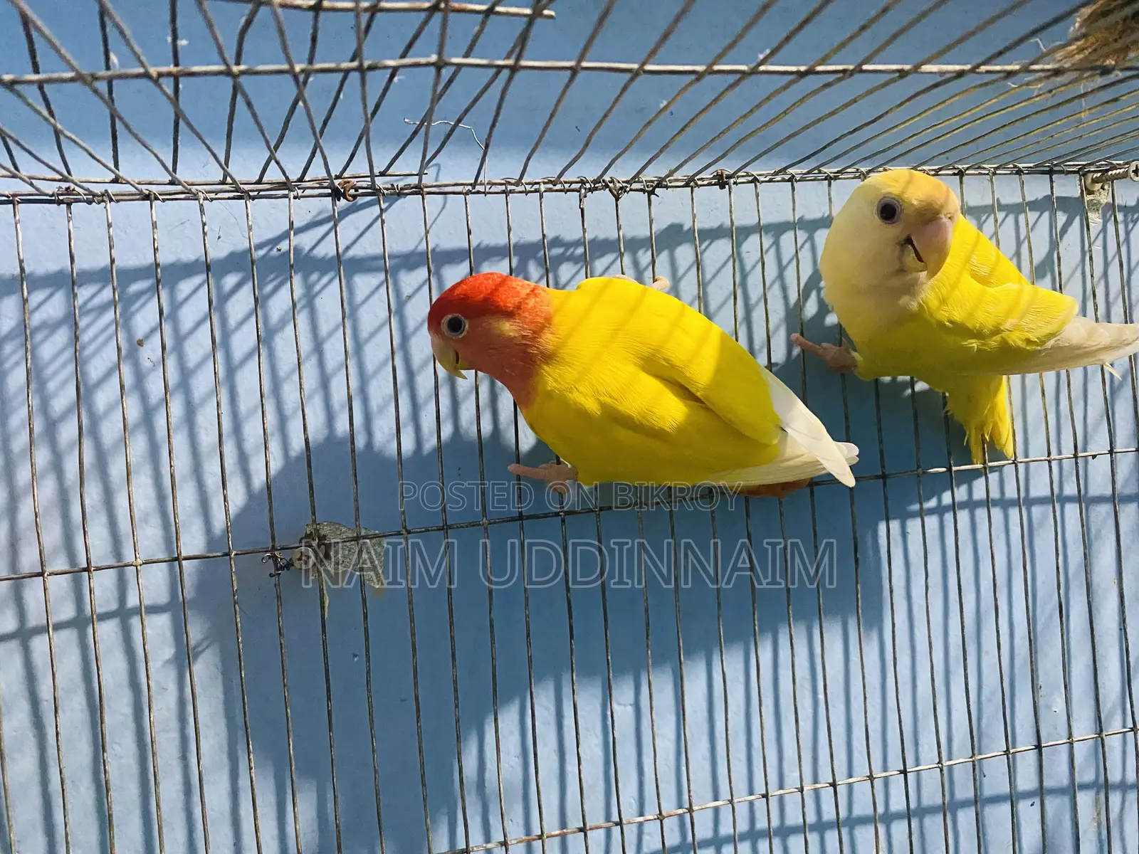 লাভবার্ডস জোড়া