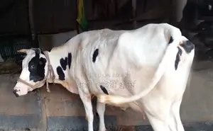 ১৬৭৪ নং ফ্রিজিয়ান জাতের গাভী গরু বিক্রয় হবে ।