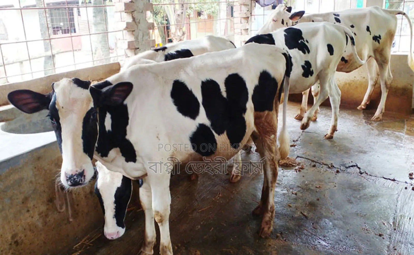 4 good breed heifer cows numbered 1675 for sale.