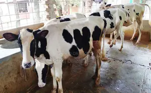 4 good breed heifer cows numbered 1675 for sale.