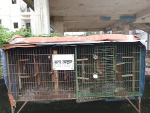 1 cage will be sold