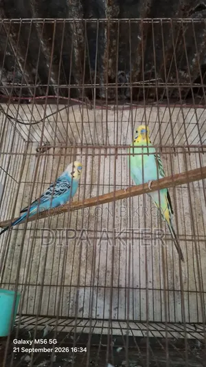 দুইটা রানিং মেইল বাজিগার বিক্রি হবে
