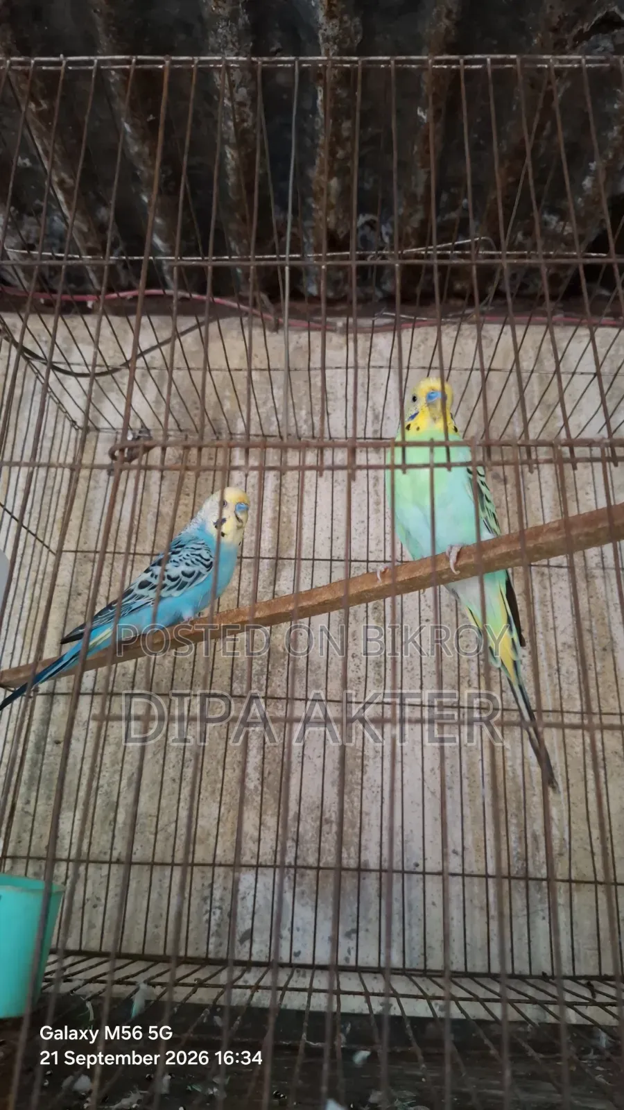 Two running male Budgie birds for sale