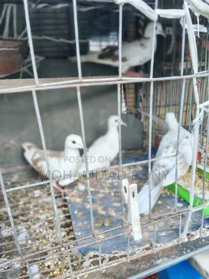 4 pieces of dove birds for sale