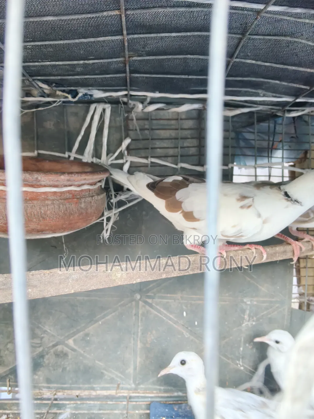 4 pieces of dove birds for sale