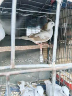 4 pieces of dove birds for sale