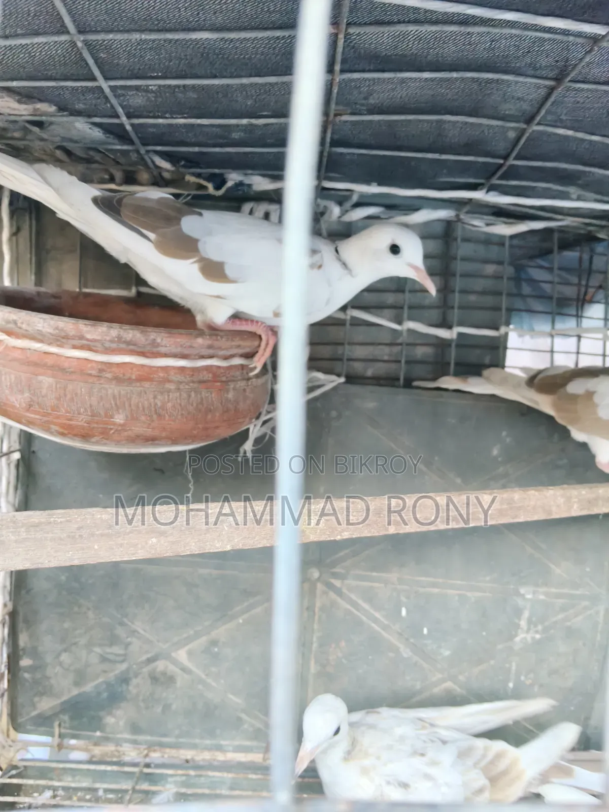 4 pieces of dove birds for sale
