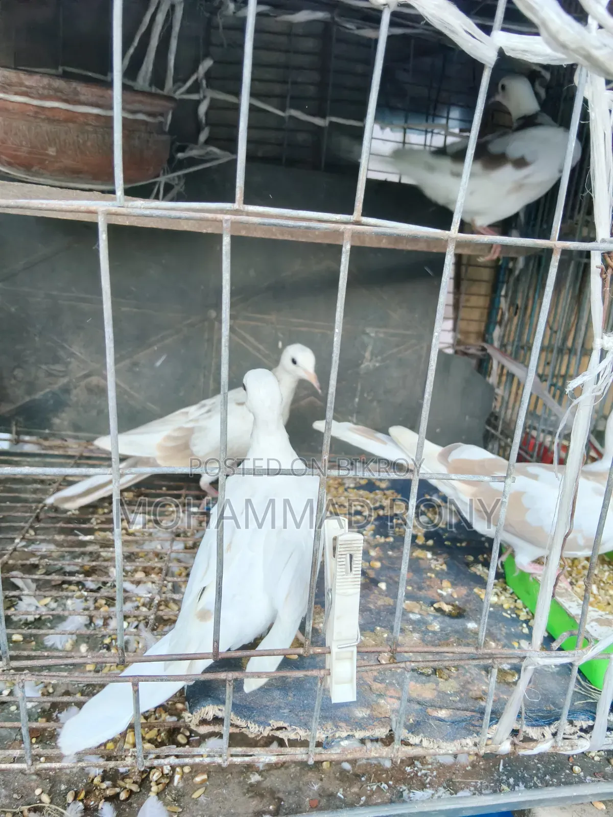 4 pieces of dove birds for sale